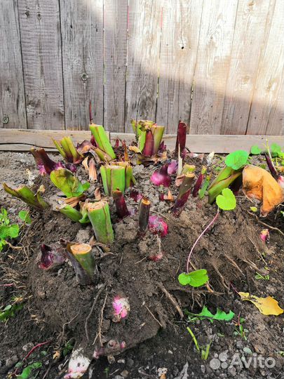 Клубни Канны