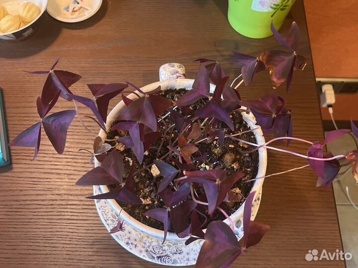 Ростки Кислицы треугольной,клевер счастья