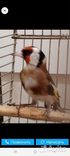 Птица щегол