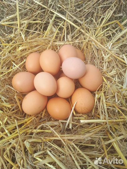 Домашние куриные яйца