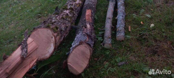 Яблоня и Дуб для поделок