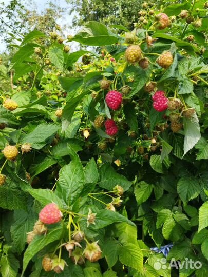 Саженцы ремонтантной малины 4 сорта