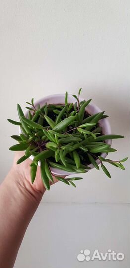 Крестовник Пурпл Флеш