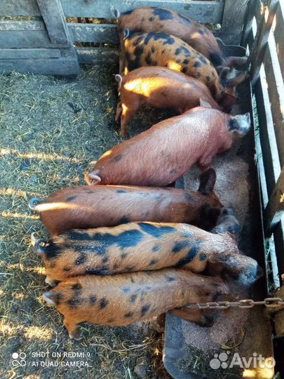 Поросята дюрок