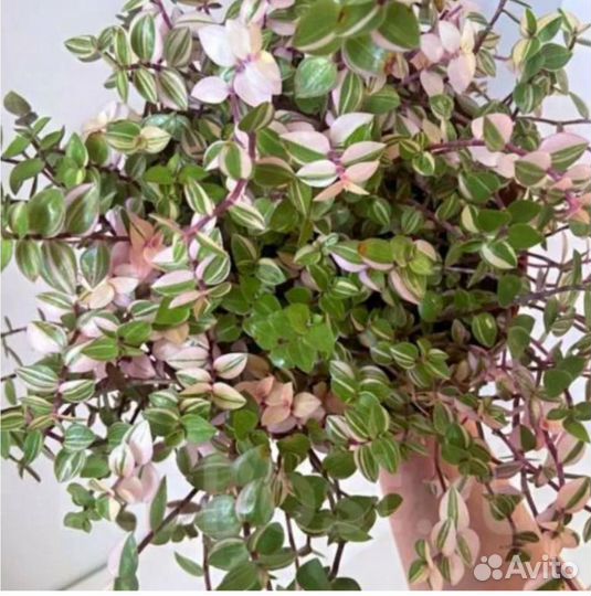 Каллизия бьянка