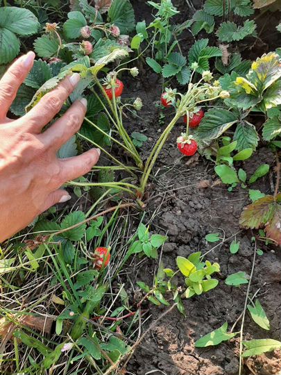 Дача 60 м² на участке 6 сот.