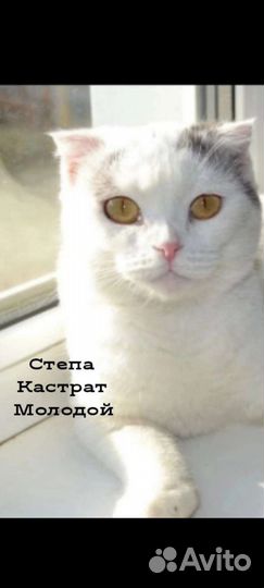 Кошки и котятки в ответственные руки