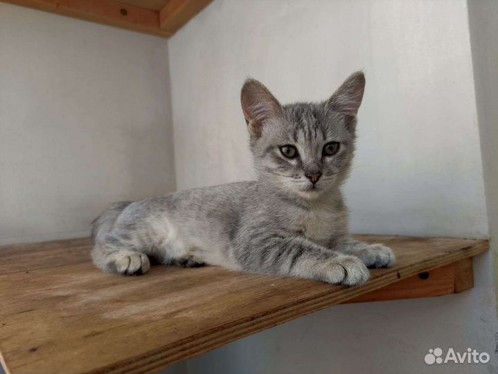 Очень красивый котенок девочка,2.5 мес