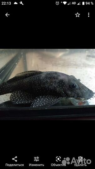 L Сомы звёздчатые L181