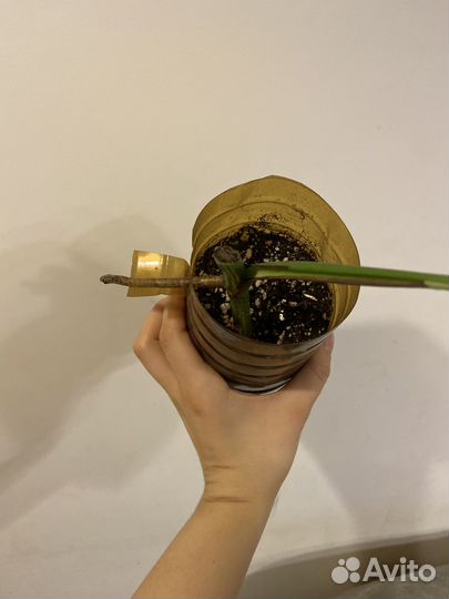 Монстера альба