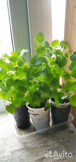 Мята, Мелиса