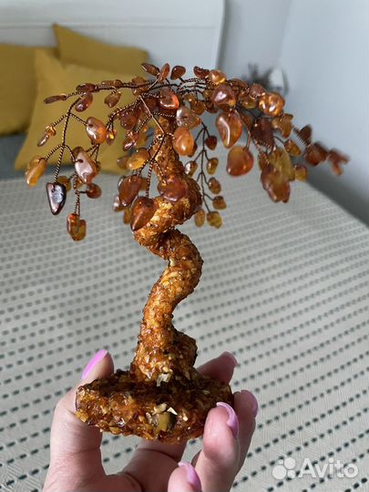 Пальма янтарь Калининград
