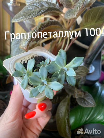 Суккуленты
