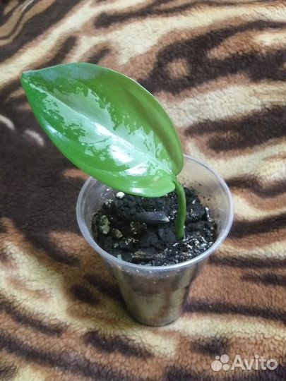 Диффенбахия, шизматоглотус, Калатея,филодендроны