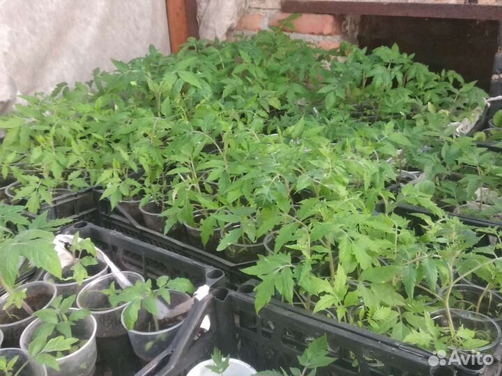 Рассада помидор и перцев,огурцов, баклажан,капусты