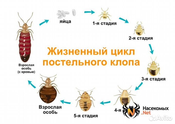 Атрава -уничтожитель клапов за 4 секунды