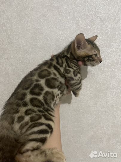 Бенгальские котята