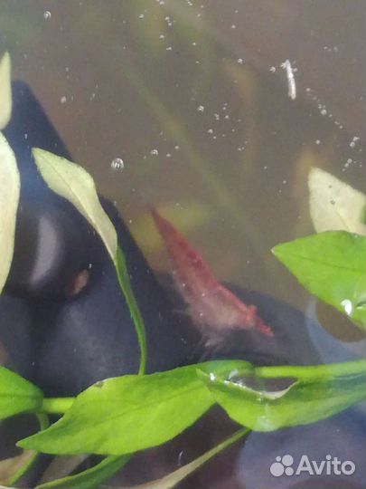 Улитки криветки