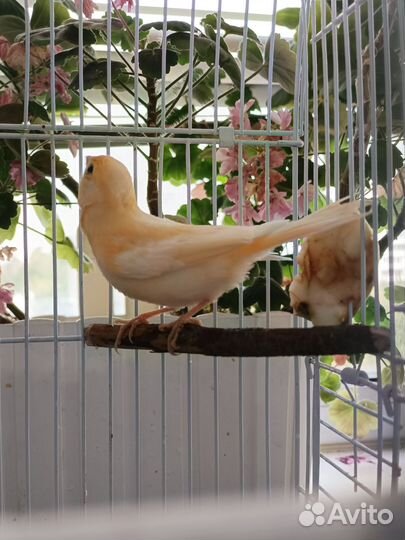 Кенара поющие и канарейки