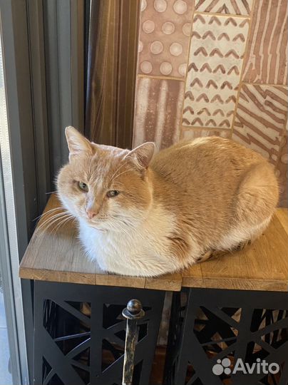 Кот в добрые руки