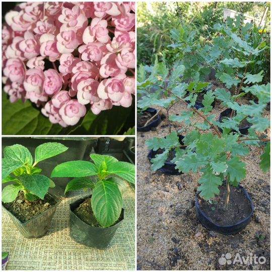 Растения декоративные для сада