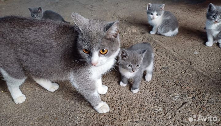 Отдам в хорошие руки Лучшее средство от гипертонии