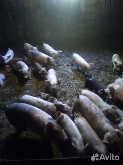 Поросята