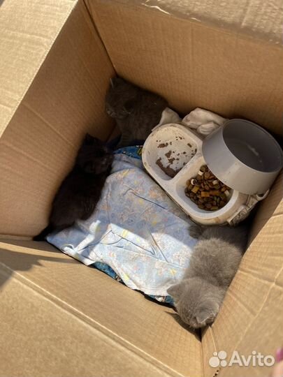 Котята
