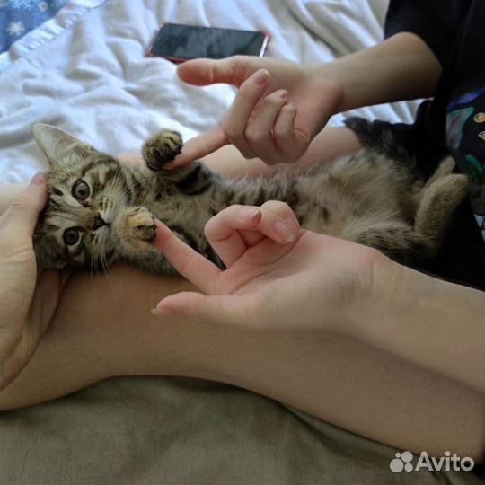 Кошечка