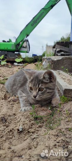 Котёнок девочка на улице