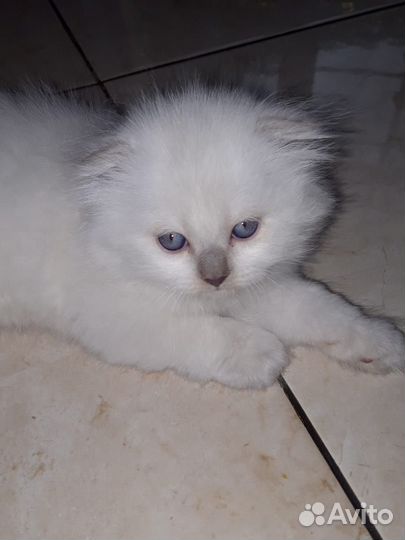 Котята шотландские вислоухие