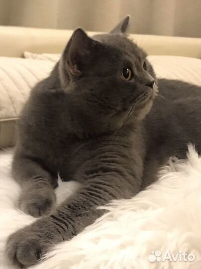 Британский кот для вязки