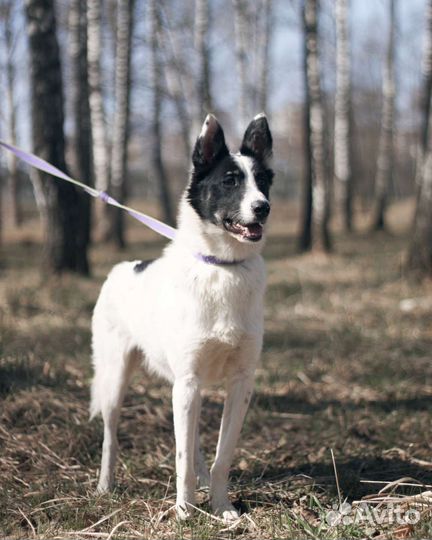 Собака в добрые руки