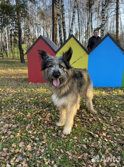 Собака мечты Миша