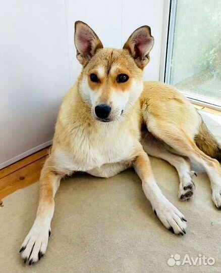 Собаку не могут больше держать, нужен дом