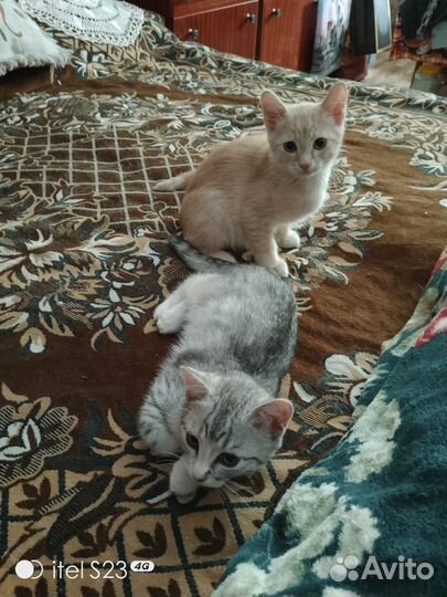 Котята в добрые руки бесплатно