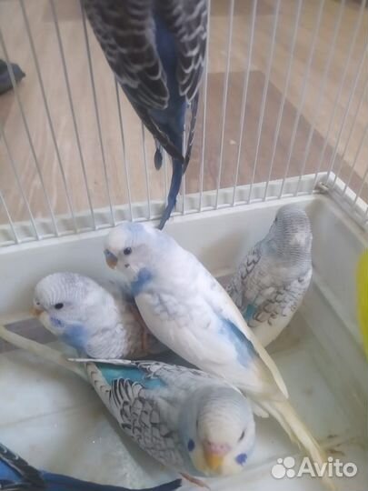 Волнистый попугай