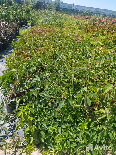 Виноград девичий пятилисточковый, С3