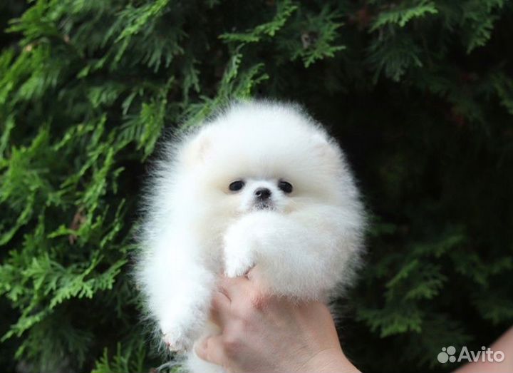 Щенки померанского шпица