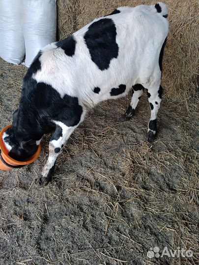 Бычёк 2 мес.бык 1,2г