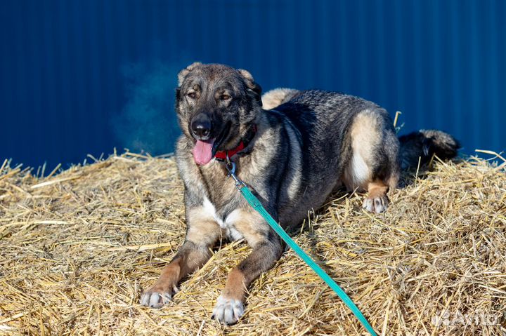 Собака Оливер