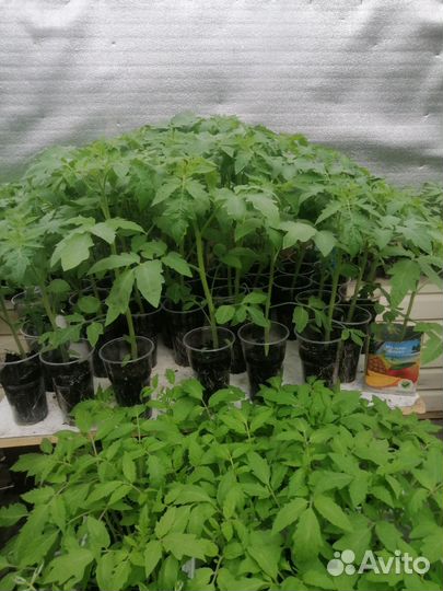 Рассада помидор