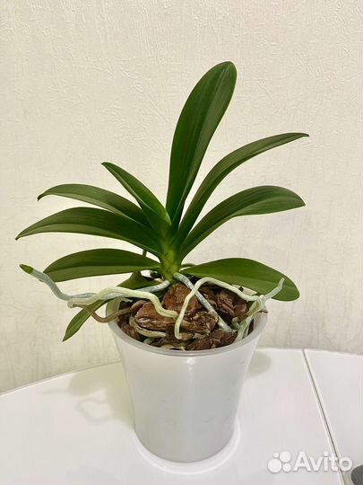 Фаленопсис бабочка Yaphon Star Dimond