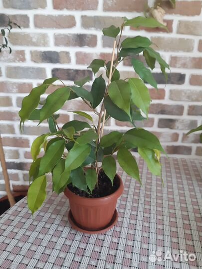 Сингониум,фикус Голд, Мурайя