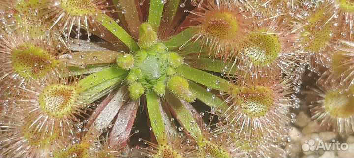 Геммы (семена ) Drosera Pulchella x nitidula