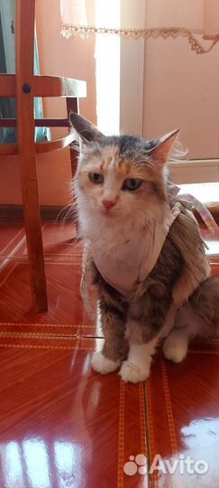 Кошки в добрые руки бесплатно