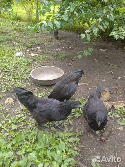 Молодые петухи