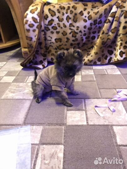 Одежда для собак