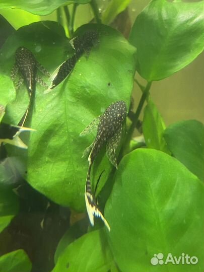 Сомики анциструсы вуалевые