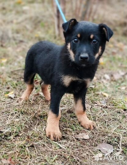 Щенок в добрые руки